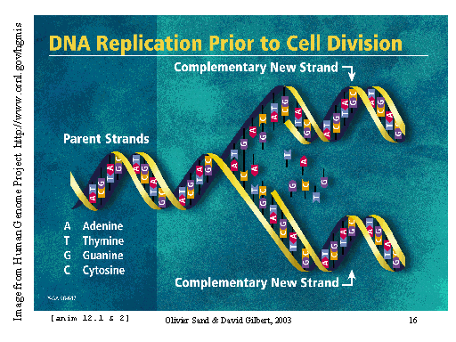 DNA replicaton
