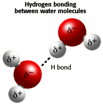 Water molecules with hydrogen bond
